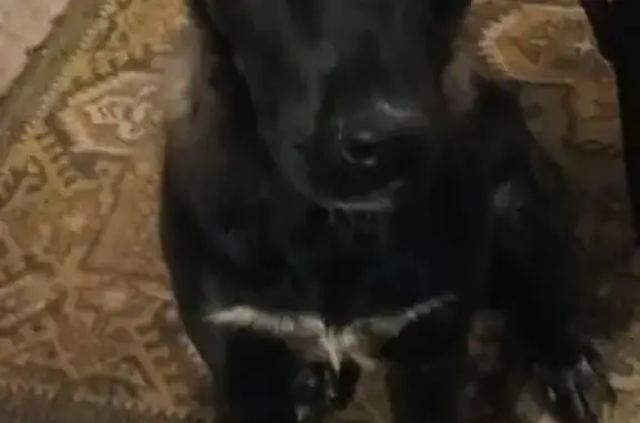 Пропала собака, женский пол, проспект Фрунзе, Томск - зелёный ошейник - photo