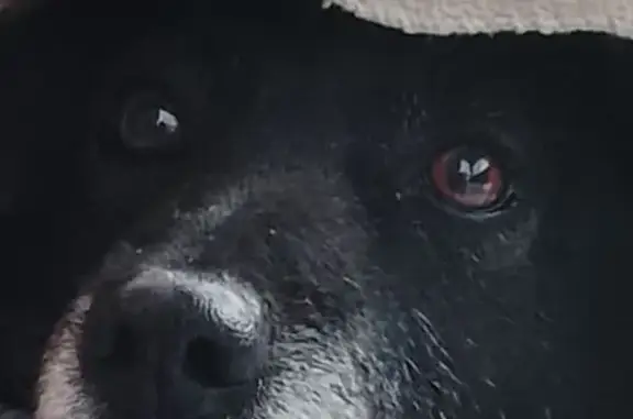 Найдена собака, девочка, Беседы, Московская область - коричневый ошейник - photo