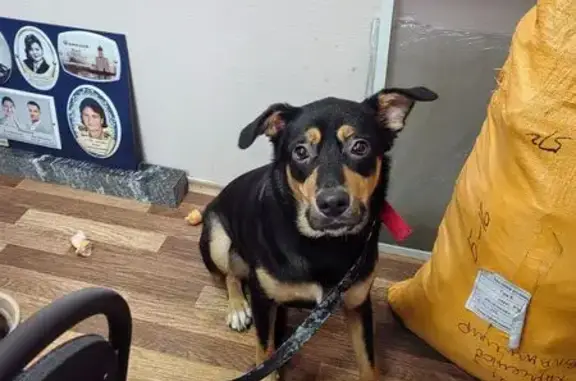 Найдена собака, Владимир, фото: Найден собака, проспект Ленина, Владимир - черный окрас с рыжим, два ошейника