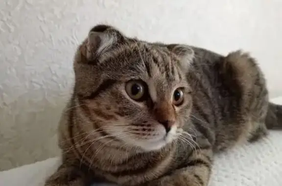 Кошки потеряшки, Булгаково, фото: Потеряшка кошка, Булгаково, Башкирия - шотландская вислоухая