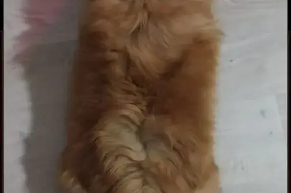 Пропала собака, Ивановская улица, 86Г, Ивановка - рыжая шпиц по кличке Луча - photo