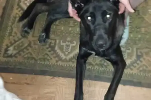 Пропала собака, проспект Фрунзе, 65, Томск - окрас чёрный, кончик уха свисает - photo