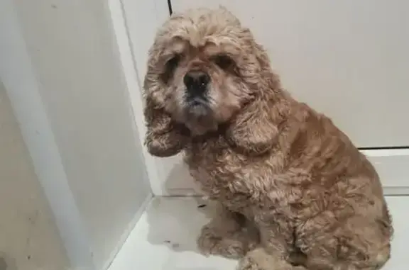 Пропала собака, улица Фатьянова, 2А, Владимир - рыжая американский кокер спаниель - photo