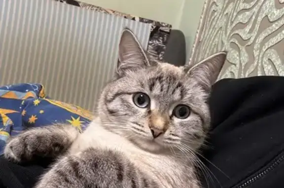 Пропала кошка, улица Маяковского, Ржев - светлый окрас, тёмная спина - photo