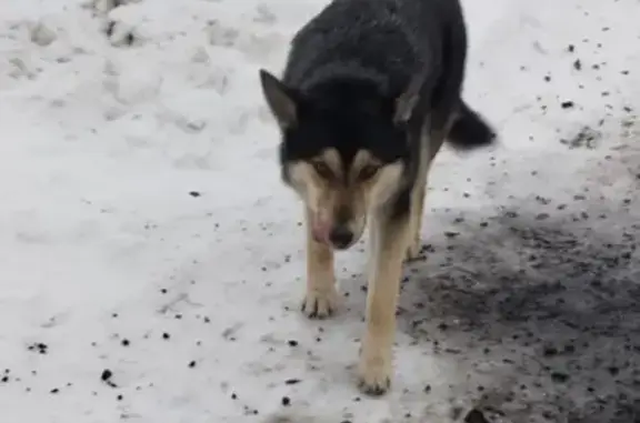 Найдена собака, Зеленополье, фото: Найден собака, мужской, Правдинская улица, 8А, Зеленополье - синий ошейник