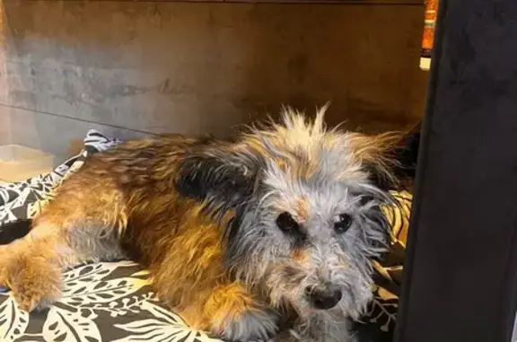 Найдена собака, Омск, фото: Найдена собака, улица Орджоникидзе, 205, Омск - бело-черно-серая