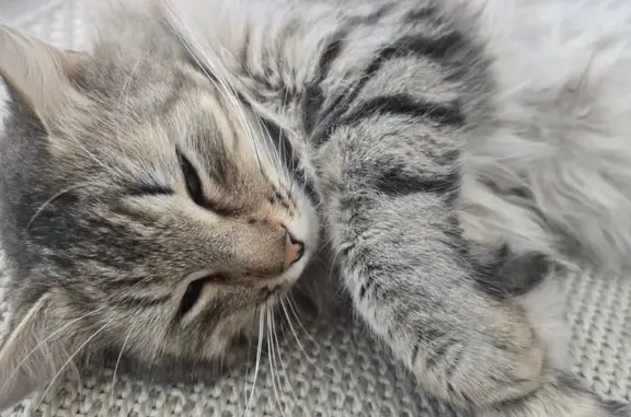 Найдена кошка, Пенза, фото: Найдена серая кошка, Окружная ул., Пенза