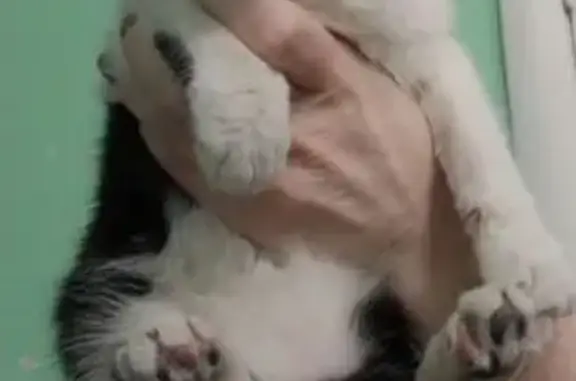 Найденные животные Ростов-на-Дону, фото: Найдена кошка, улица Малиновского, 4, Ростов-на-Дону - черно-белая в бежевом ошейнике