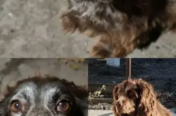 Пропала собака, женский пол, улица Пархоменко, 75, Астрахань - с ошейником, стерилизованная - photo