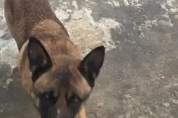 Найдена собака, Орёл, фото: Найдена собака, улица Русанова, 21А, городской округ Орёл - замечена на набережной Оки