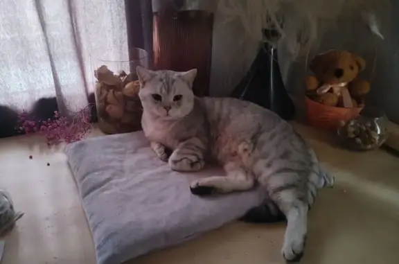 Пропал кот, улица Фонвизина, 6, Москва - ошейник с кулоном в виде кошачьей лапки - photo