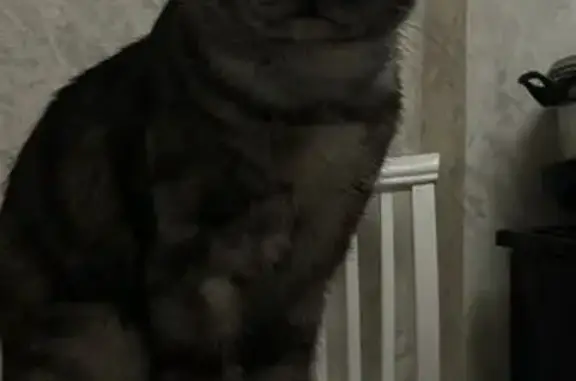 Объявления о пропавших и найденных животных, Грозный, фото: Пропал кот, улица У.А. Садаева, Грозный - азиатский дымчатый, кулон с магнитом