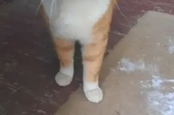 Найденные животные Балтым, фото: Найден кот, Восточная улица, 13, Балтым - рыжий и ласковый