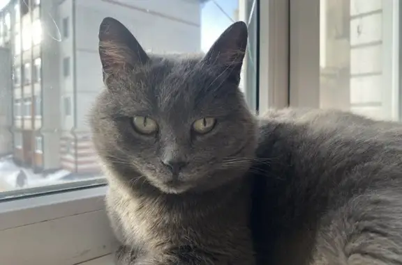 Найденные животные Моршанск, фото: Найдена кошка, женская, улица Пушкина, 1, Моршанск - похожа на русскую голубую