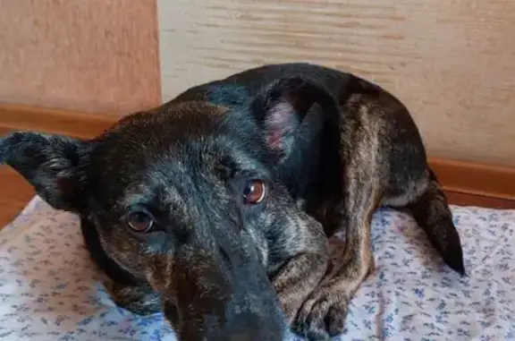 Найдена собака, Новокузнецк, фото: Найдена собака, женский пол, улица Зыряновская, Новокузнецк - гладкошёрстная с тигровыми лапами