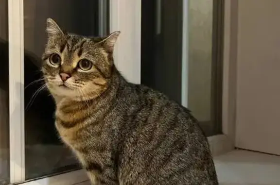 Пропала кошка, Княжий переулок, 8, Расцвет - сибирская Муся, около 3 лет - photo