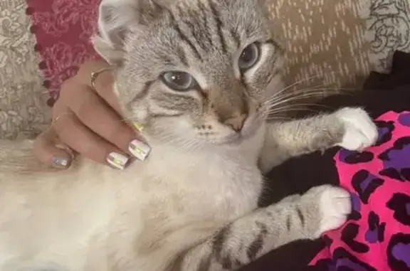 Пропал кот, Первомайская улица, 10А, Завьялово - чёрный ошейник - photo