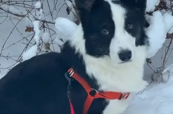 Пропала собака, улица Панина, Ярославль - черно-белая корги, очень пугливая - photo