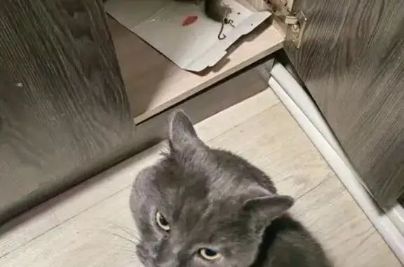 Пропал кот, 7-я Северная улица, 36А, Омск - серый окрас, ранка около правого ушка - photo