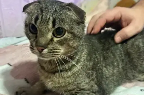 Найденные животные Ногинск, фото: Найдена кошка, 7-я Малобуньковская улица, 15, Ногинск - девочка, шотландская вислоухая