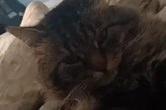 Пропал кот, 7, Бузята, Егорьевск - photo