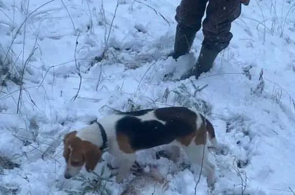 Пропала собака, Бурашево, Тверская область - эстонская гончая - photo