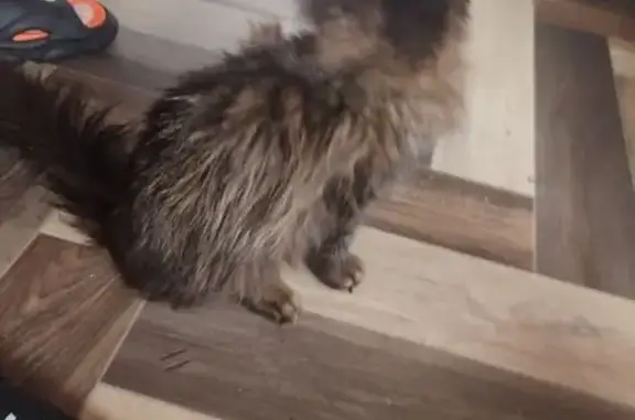 Найдена кошка, Гурьевск, фото: Найдена кошка, Калининградское шоссе, 1А, Гурьевск - полосатый окрас, пушистый хвост