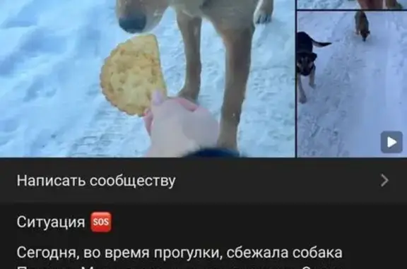 Пропала собака, женский пол, улица Губкина, Белгород - photo