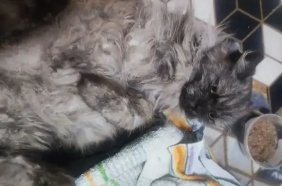 Найдена кошка, Белгород, фото: Найдена кошка, Белгород, Белгородская область - девочка сильно обезвожена