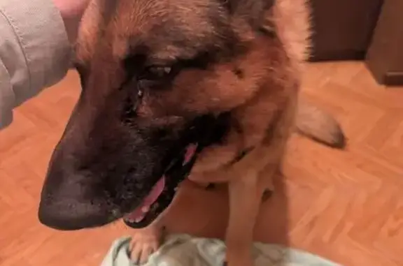 Найдена собака, Былово, фото: Найден собака, Былово, Москва - немецкая овчарка с проблемой задних лап