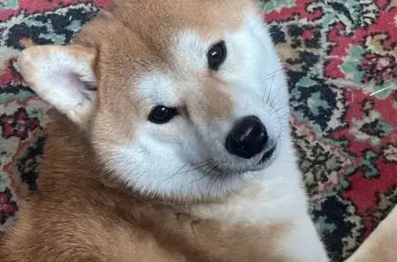 Пропал собака, Братеевский проезд, Москва - сиба-ину по кличке Балто - photo