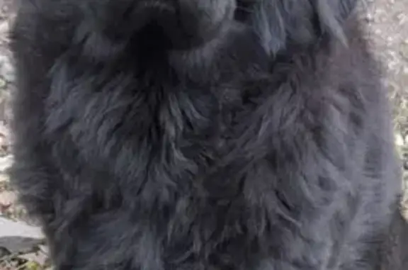 Пропал собака, улица Любимова, Иваново - тибетский мастиф, чёрный, 2 года - photo