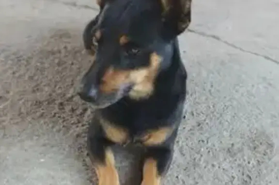 Собаки потеряшки, Аксай, фото: Потеряшка собака, Стекольная улица, 34, Аксай - небольшой размер, белое пятнышко на груди