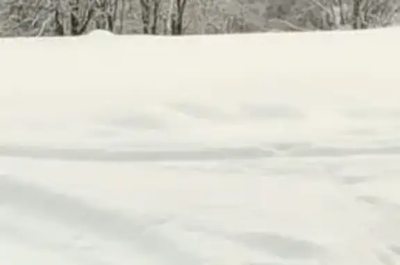 Пропала собака, Новокузнецк, окрас белый с рыжими пятнами - photo