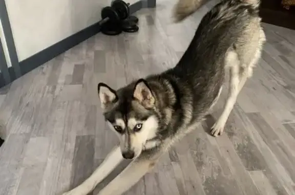 Найдена собака, Ростов-на-Дону, фото: Найден собака, мужской, улица Нансена, 389/2, Ростов-на-Дону - серо-белый с разноцветными глазами