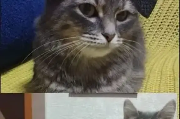 Пропала кошка, Лесопильная улица, 27, городской округ Ижевск - серая дымчатая - photo