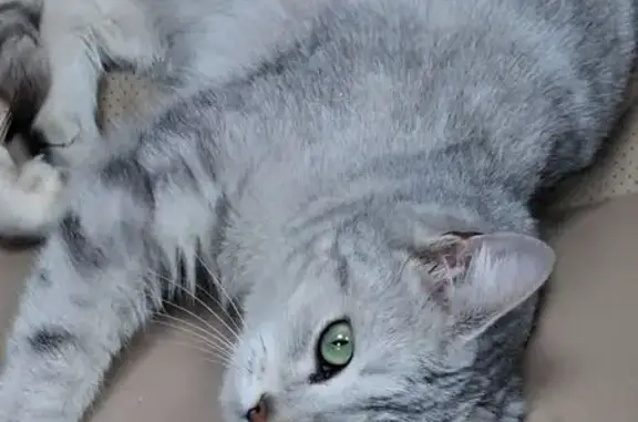 Найдена кошка, женская, 24-я Северная улица, Омск - домашняя, зелёные глаза - photo