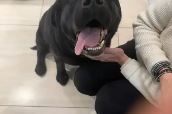 Найдена собака, Покровское, фото: Найдена собака, девочка, Центральная улица, 54, Покровское