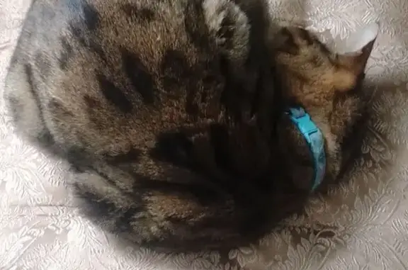 Найдена кошка, Горячий Ключ, фото: Найдена кошка, Объездная улица, 20/3, Горячий Ключ - бенгальский окрас, голубой ошейник