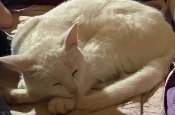 Пропал кот, Кудрино, Московская область - белый полностью - photo