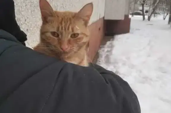 Найдена кошка, Первомайская улица, Новочебоксарск - рыжая и ласковая - photo