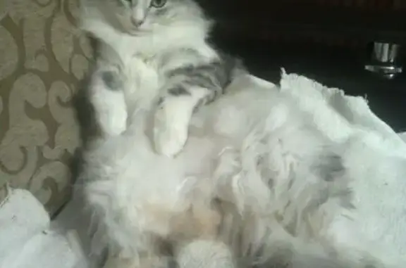 Пропала кошка, проспект Победы, 20/36, Ступино - серо-белая пушистая - photo