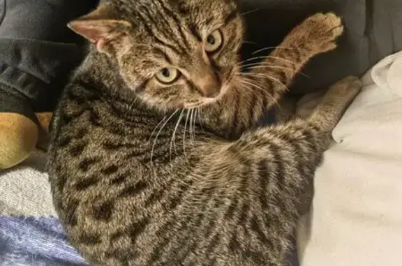 Найден кот, Омск, Омская область - молодой, тигровый окрас - photo