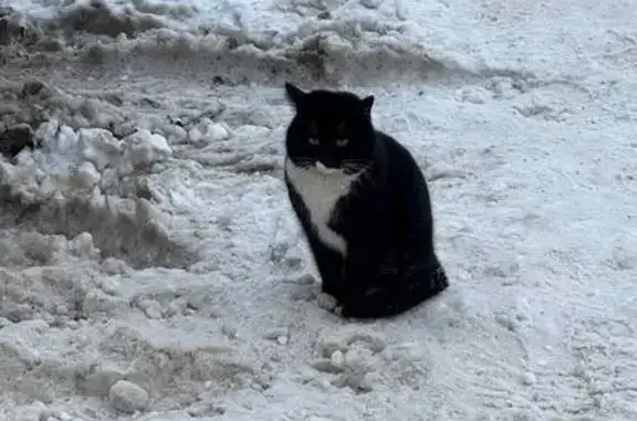 Найдена кошка, Казань, фото: Найдена кошка, улица Батыршина, 13, Казань