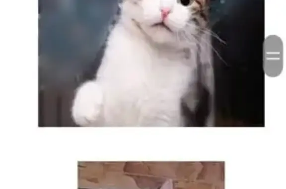 Пропал кот, Космическая улица, Воронеж - белый с сероватой спиной - photo