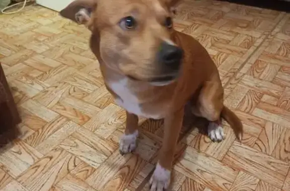 Найдена собака, Кострома, фото: Найден собака, Чернореченский проезд, 37, Кострома