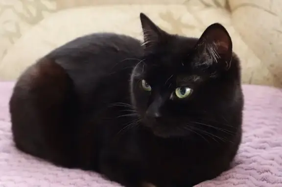 Найденные животные Москва, фото: Найдена кошка, Открытое шоссе, 6 к10, Москва - чёрная, гладкошёрстная