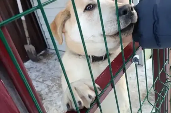 Пропал собака, Сумская улица, 76А, Белгород - лабрадор, 6 месяцев - photo