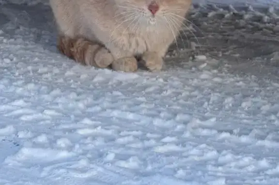 Найдена кошка, Парковая улица, Розовка - photo