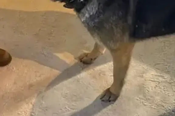 Пропала собака, Водяная улица, 21, Томск - немецкая овчарка, 10 лет - photo